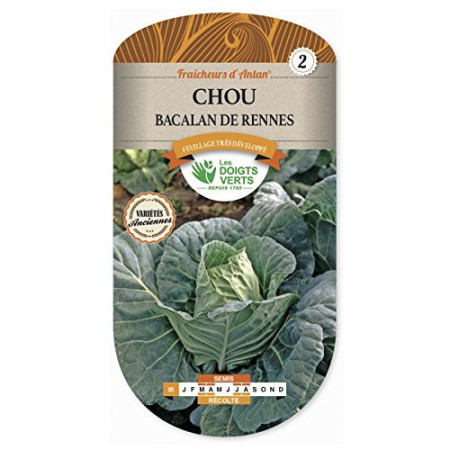 Chou Bacalan de Rennes Les Doigts Verts Variété Ancienne