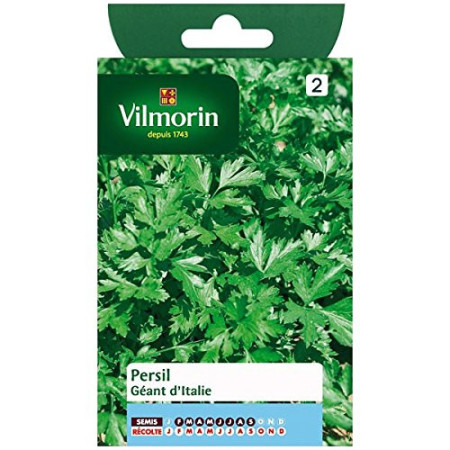Graines de Persil Géant Vilmorin