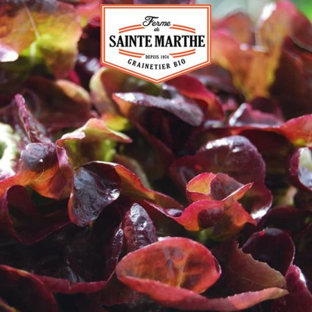 Graines Laitue à Couper Red Salad Bowl Bio Ferme Sainte Marthe