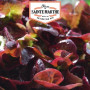 Graines Laitue à Couper Red Salad Bowl Bio Ferme Sainte Marthe