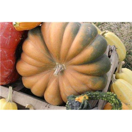 Graines de Courge Musquée Muscade Bio
