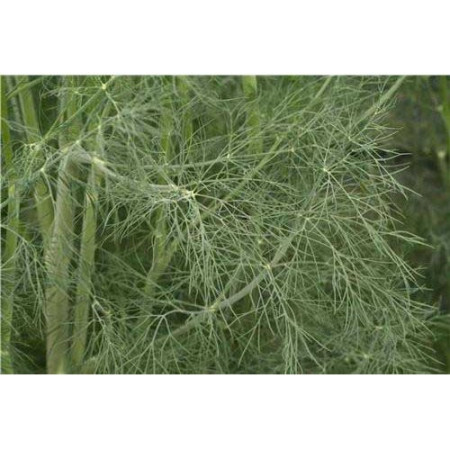 Graines d'Aneth Bio - 0,5g - Aneth Frais