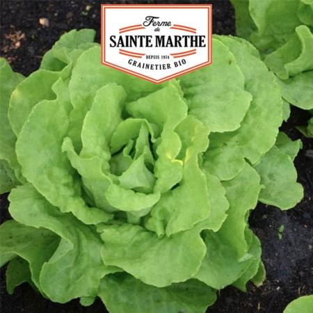 Graines Laitue Pommée Appia Bio
