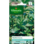 Graines de Menthe Poivrée Vilmorin