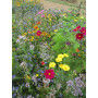 Mélange de Fleurs Spécial Abeilles 10 m²