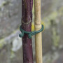 NORTENE® Vegrings 25mm - Attaches Plantes Grimpantes