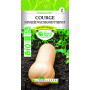 Semences Courge Musquée Bio Waltham Butternut