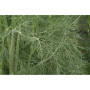Graines d'Aneth Bio - 0,5g - Aneth Frais