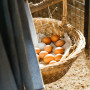 Terre Nôtre - Traitement Poux Rouges Poules 500ml