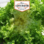 Graines de Chicorée Frisée Ferme Sainte Marthe