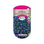 Lobelia Nain Bleu Crystal Palace Fleurs Annuelles