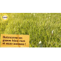 Engrais Pommes de Terre & Potager Solabiol 12 kg SOPOMY12B
