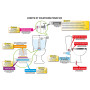 Raccord Jonction Y SOMATHERM FOR YOU Tuyaux Évacuation Lave-Linge