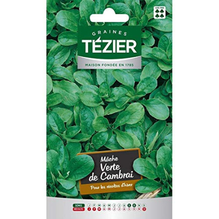 Graines Mâche Verte de Cambrai Tézier - Semis Hiver