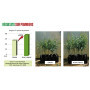 Biostimulant Plantation Coup de Boost' - Algues