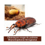 Piège Charançon Rouge Palmier RHYNCHO PRO