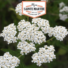 Achillée Millefeuille Bio - Semences Ferme Sainte Marthe