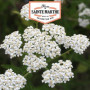 Achillée Millefeuille Bio - Semences Ferme Sainte Marthe