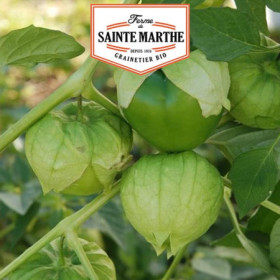 Tomatillo du Mexique Bio - Graines Potager Ferme Sainte Marthe