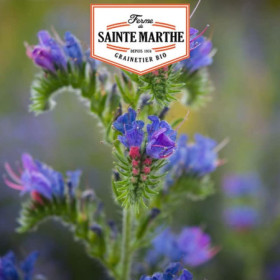 Graines Viperine Bio Sainte Marthe : Fleurs Mellifères