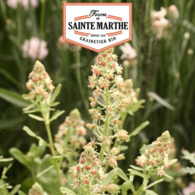 Reseda Odorant Ferme Sainte Marthe - Graines Bio