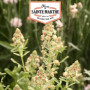 Reseda Odorant Ferme Sainte Marthe - Graines Bio