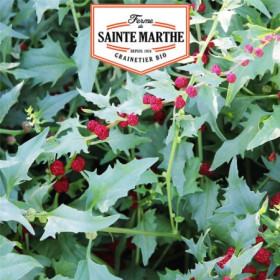 Épinard Fraise Bio : Graines Reproductibles - Sainte Marthe