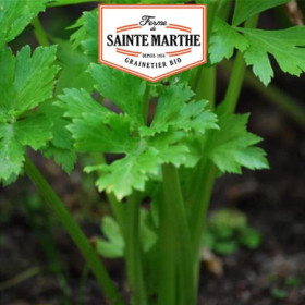 Céleri à Couper Bio La Ferme Sainte Marthe 500 Graines