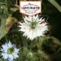 Nigelle de Damas Double Variée Graines Bio 1000 Graines