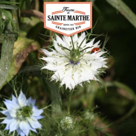 Nigelle de Damas Double Variée Graines Bio 1000 Graines