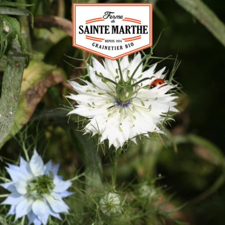 Nigelle de Damas Double Variée Graines Bio 1000 Graines