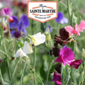 Pois de Senteur Variés - Graines Bio Ferme Sainte Marthe