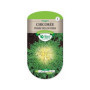 Chicorée Frisée Louviers Les Doigts Verts : Graines
