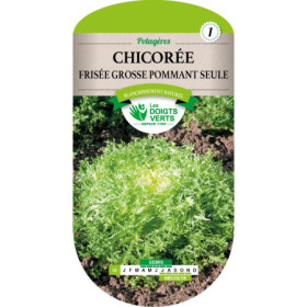 Chicorée Frisée Grosse Pommant Seule Les Doigts Verts