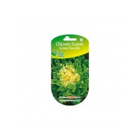 Chicorée Scarole Grosse Bouclée Les Doigts Verts