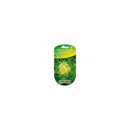 Chicorée Scarole Grosse Bouclée Les Doigts Verts