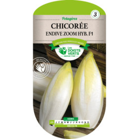 Chicorée Endive ZOOM F1 - Graines Les Doigts Verts
