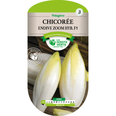 Chicorée Endive ZOOM F1 - Graines Les Doigts Verts