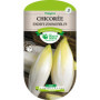 Chicorée Endive ZOOM F1 - Graines Les Doigts Verts