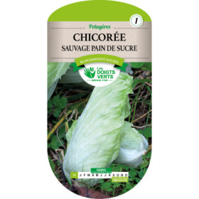 Chicorée Pain de Sucre - Semences Les Doigts Verts