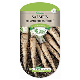 Salsifis Mammouth Amélioré Goût Artichaut Récolte Hiver