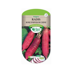 Radis Rose d'Hiver Les Doigts Verts