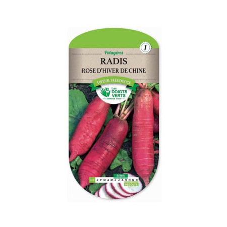 Radis Rose d'Hiver Les Doigts Verts