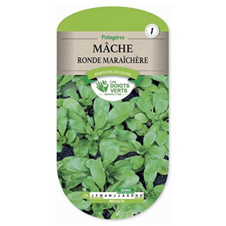Mâche Ronde Maraîchère Les Doigts Verts Résistante Gel