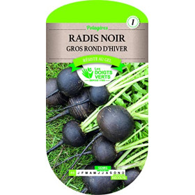 Radis Noir Gros Rond d'Hiver Les Doigts Verts