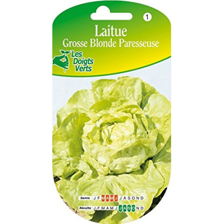 Laitue Grosse Blonde Paresseuse Graines Les Doigts Verts