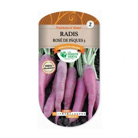 Radis Rose de Pâques Graines Variétés Anciennes