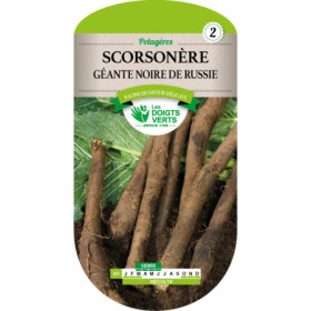 Scorsonère Géante Noire de Russie Les Doigts Verts