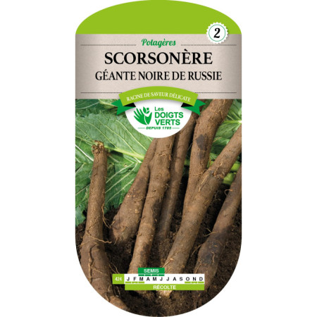 Scorsonère Géante Noire de Russie Les Doigts Verts