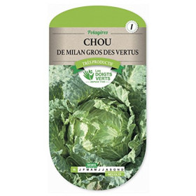 Chou de Milan Gros des Vertus Les Doigts Verts
